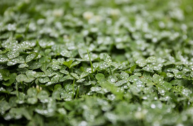 Alfalfa - Vojtěška - Medicago sativa